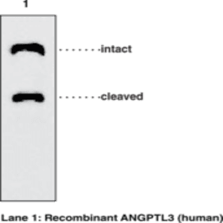 ANGPTL3 (human) Monoclonal Antibody (Clone Kairos-37) avatar