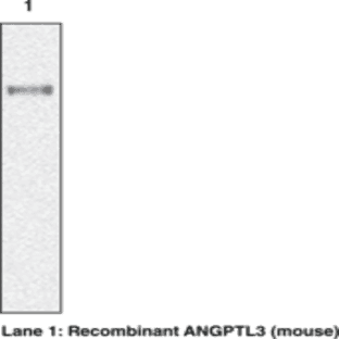 ANGPTL3 (mouse) Monoclonal Antibody (Clone Kairos3-1541) avatar