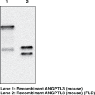 ANGPTL3 (mouse) Monoclonal Antibody (Clone Kairos3-3741) avatar