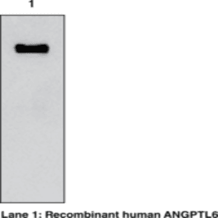 ANGPTL6 (human) Monoclonal Antibody (Clone Kairos-60) avatar