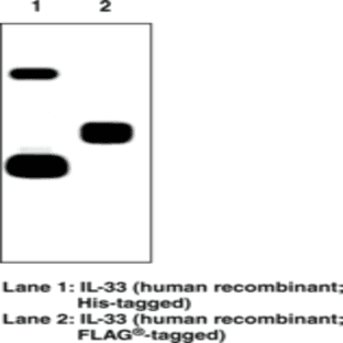 Interleukin-33 (human) Monoclonal Antibody (Clone IL33305B) avatar