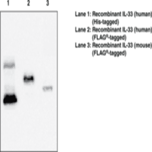 Interleukin-33 Monoclonal Antibody (Clone IL333068A) avatar