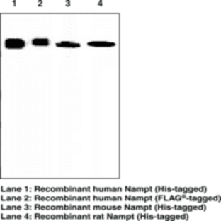 Nampt Monoclonal Antibody (Clone OMNI 379) avatar