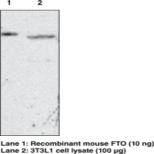 FTO (mouse) Monoclonal Antibody (Clone FT 62-6) avatar