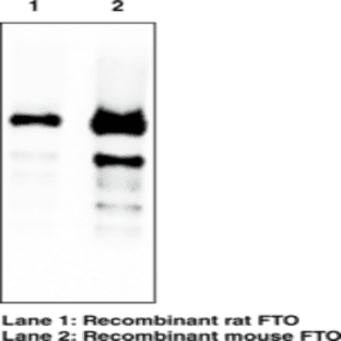 FTO (mouse) Monoclonal Antibody (Clone FT 342-1) avatar