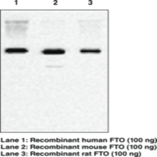 FTO (human) Monoclonal Antibody (Clone FT 86-4) avatar
