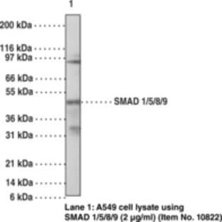 SMAD1/5/8/9 Polyclonal Antibody