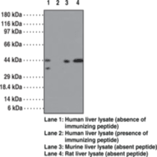 SMAD3 Polyclonal Antibody