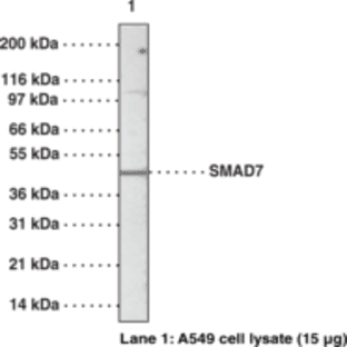 SMAD7 Polyclonal Antibody (azide-free) avatar