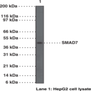 SMAD7 Polyclonal Antibody avatar