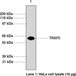 TRAF5 Monoclonal Antibody (Clone 55A219) avatar