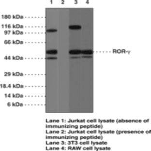 ROR(gamma) Polyclonal Antibody avatar