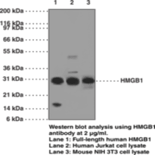 HMGB1 Monoclonal Antibody (Clone IMG19N10B7) avatar