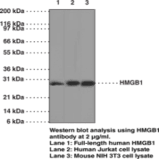 HMGB1 Monoclonal Antibody (Clone IMG19N15F4) avatar