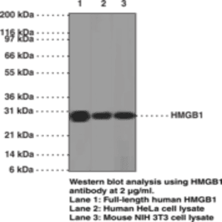 HMGB1 Monoclonal Antibody (Clone IMG19N12A1) avatar