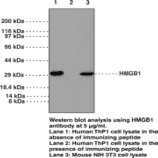 HMGB1 Polyclonal Antibody (aa 100-150)