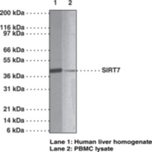 SIRT7 Polyclonal Antibody avatar
