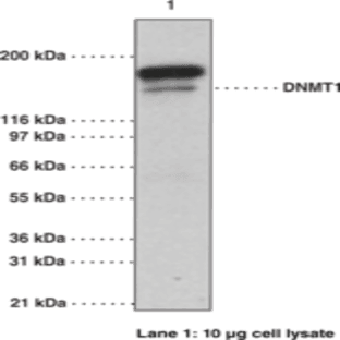 DNA Methyltransferase 1 Monoclonal Antibody (Clone 60B1220.1) avatar