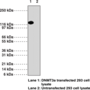 DNA Methyltransferase 3a Monoclonal Antibody (Clone 64B814.1) avatar