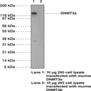 DNA Methyltransferase 3a Monoclonal Antibody (Clone 64B1446) avatar