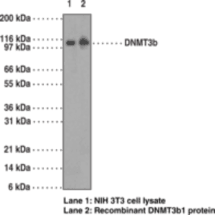 DNA Methyltransferase 3b Monoclonal Antibody (Clone 52A1018) avatar