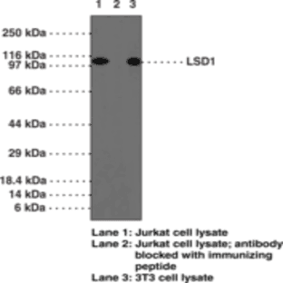 LSD1 Polyclonal Antibody (aa 450-500) avatar