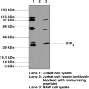S1P4 Polyclonal Antibody avatar