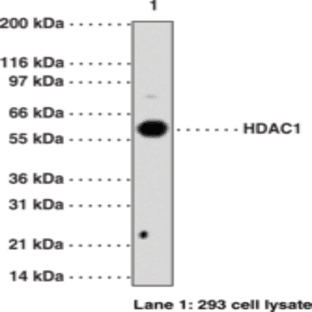 HDAC1 Polyclonal Antibody avatar