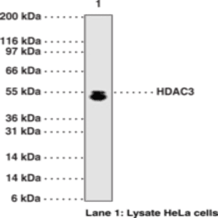 HDAC3 Polyclonal Antibody avatar
