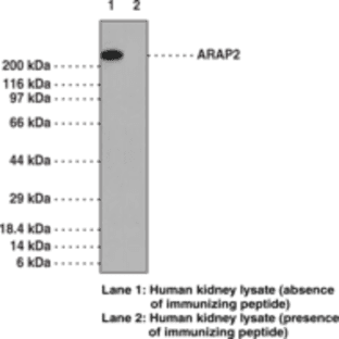 ARAP2 Polyclonal Antibody avatar