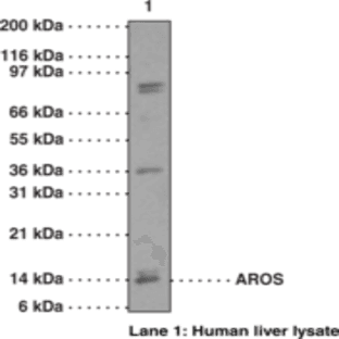 AROS Polyclonal Antibody (aa 1-50) avatar