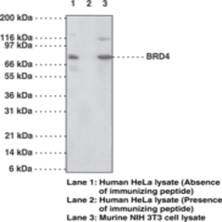 BRD4/HUNK1 Polyclonal Antibody avatar
