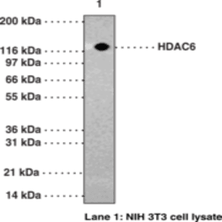 HDAC6 Polyclonal Antibody avatar
