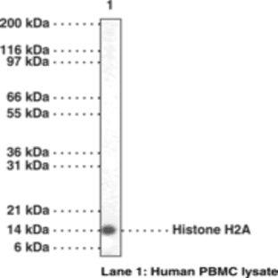 Histone H2A Polyclonal Antibody avatar