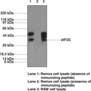 eIF3G Polyclonal Antibody (aa 200-250) avatar