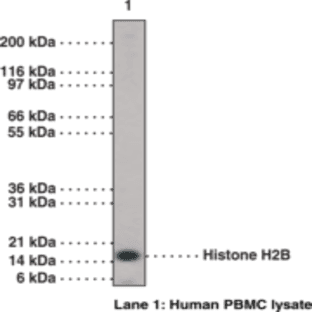 Histone H2B (C-Term) Polyclonal Antibody avatar