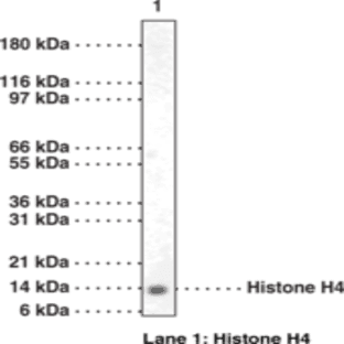 Histone H4 Polyclonal Antibody avatar