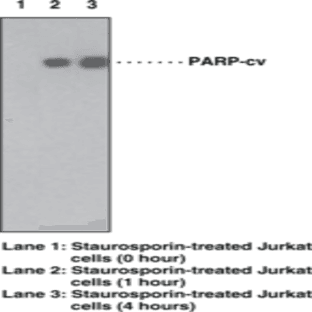 PARP (Cleaved) Monoclonal Antibody