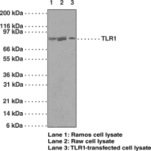 Toll-Like Receptor 1 Polyclonal Antibody avatar