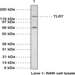 Toll-Like Receptor 7 Polyclonal Antibody avatar