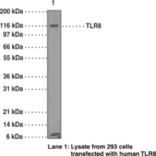 Toll-Like Receptor 8 Monoclonal Antibody (Clone 44C143) avatar