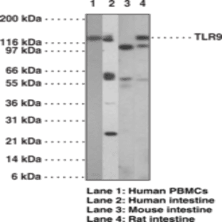 Toll-Like Receptor 9 Monoclonal Antibody (Clone 26C593.2) avatar
