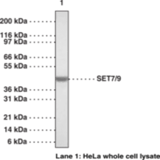 SET7/9 Polyclonal Antibody avatar