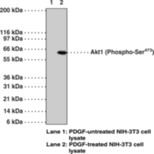 Akt1 (Phospho-Ser473) Monoclonal Antibody (Clone 104A282) avatar