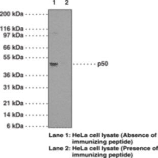 NF-kB (p50) Monoclonal Antibody (Clone 2J10D7) avatar