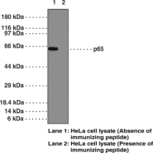 NF-kB (p65) Polyclonal Antibody (aa 2-17) avatar