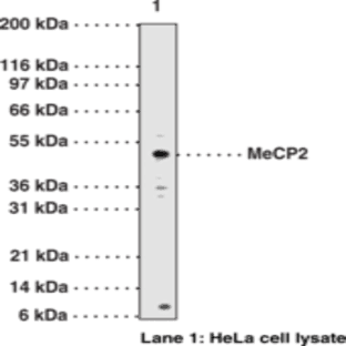 MeCP2 Polyclonal Antibody avatar