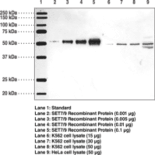 SET7/9 (FL) Polyclonal Antibody avatar