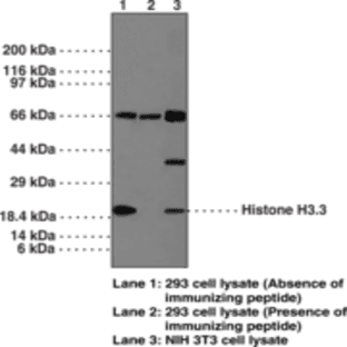 Histone H3.3 Polyclonal Antibody avatar