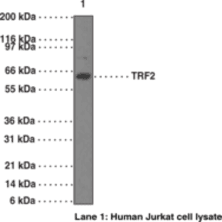 TRF2 Monoclonal Antibody (Clone 4A794.15) avatar